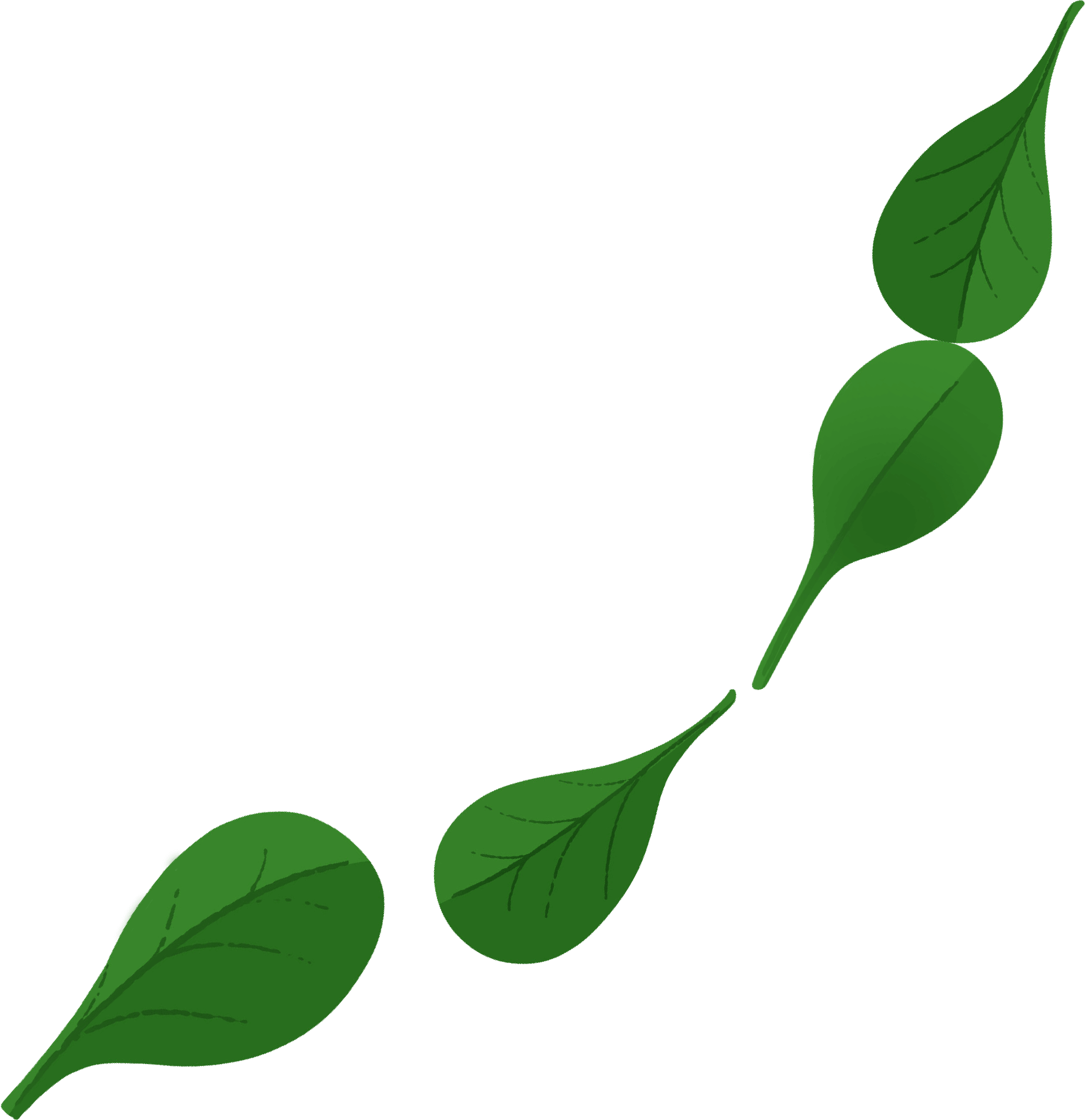 vein leaves