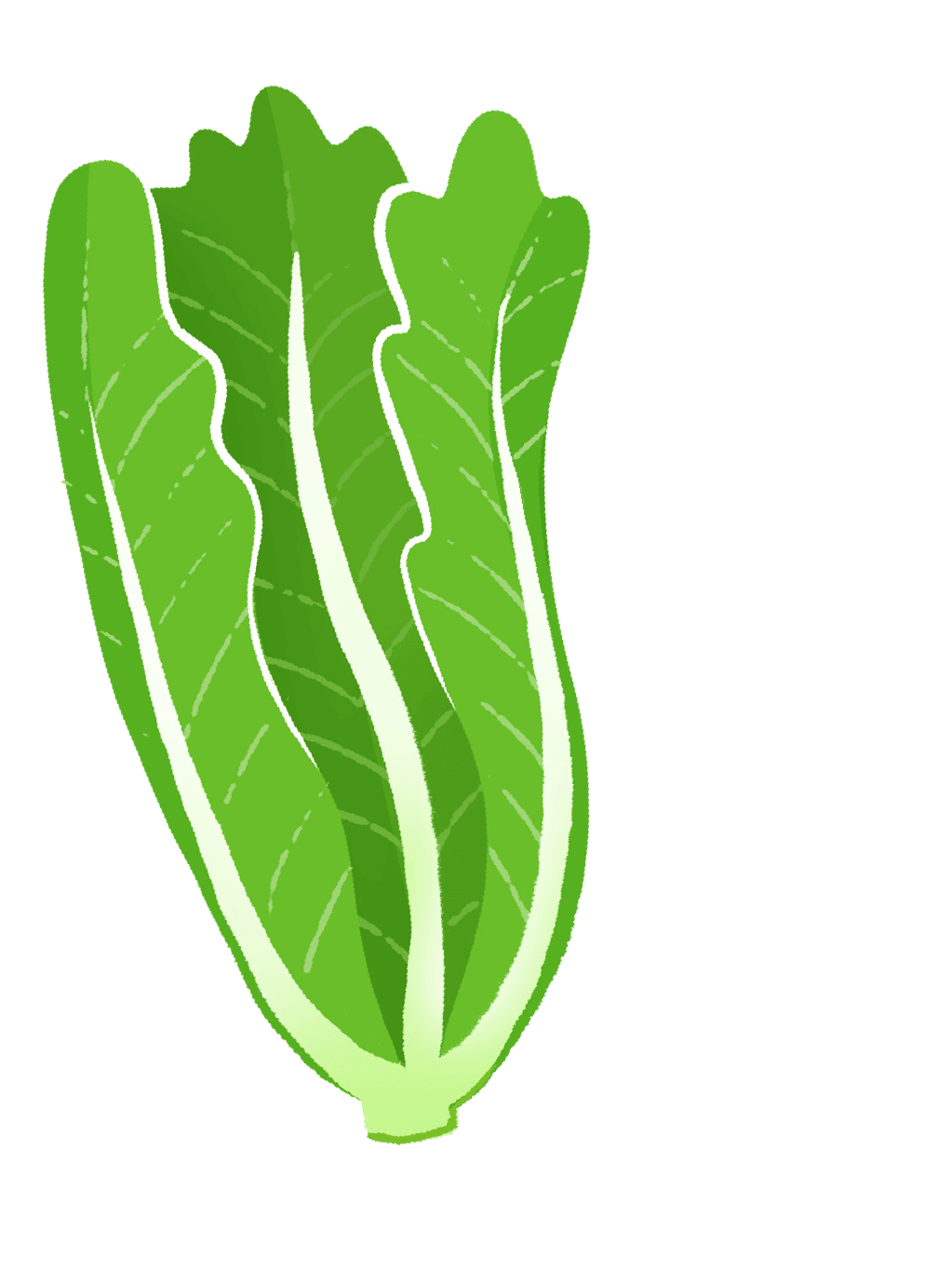one lettuce