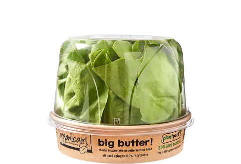 Big Butterhead plantpack